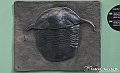 VBS_0849 - Dinosauri. Terra dei giganti